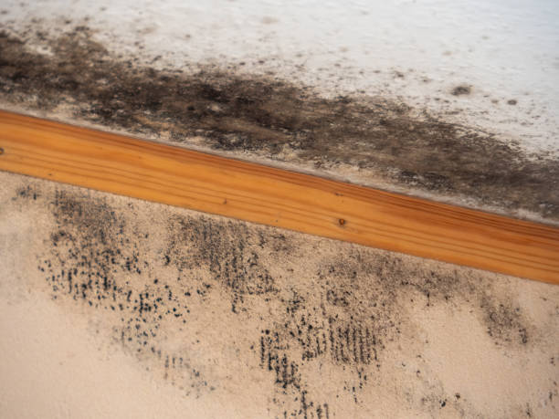 Best Black Mold Removal  in Lake Fenton, MI