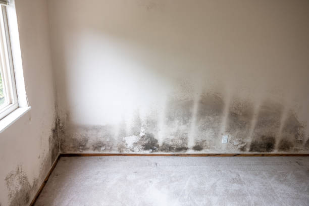 Best Basement Mold Removal  in Lake Fenton, MI