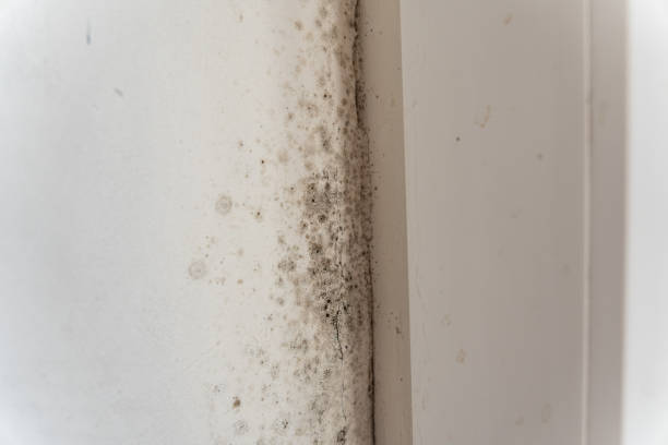 Best Airborne Mold Testing  in Lake Fenton, MI