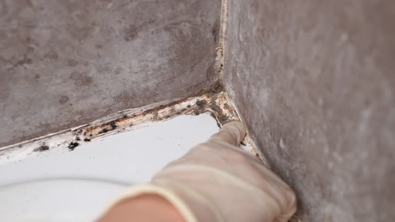 Best Biohazard Mold Removal  in Lake Fenton, MI